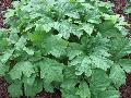 Rodgersia / Rodgersia podophylla